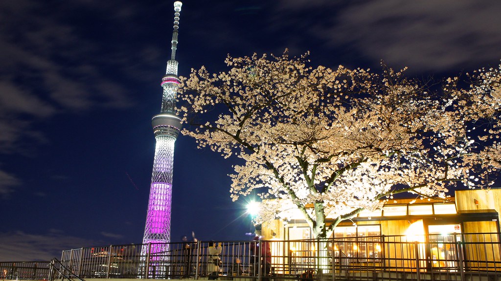 Shibuya in Sakura season